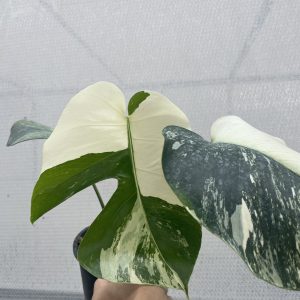 Monstera Mint Variegated