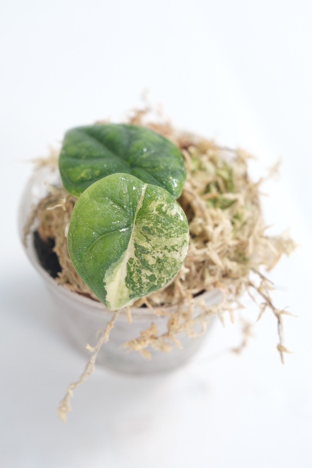 Alocasia Melo Aurea - Image 2