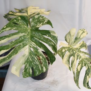 Monstera Cream Brulee
