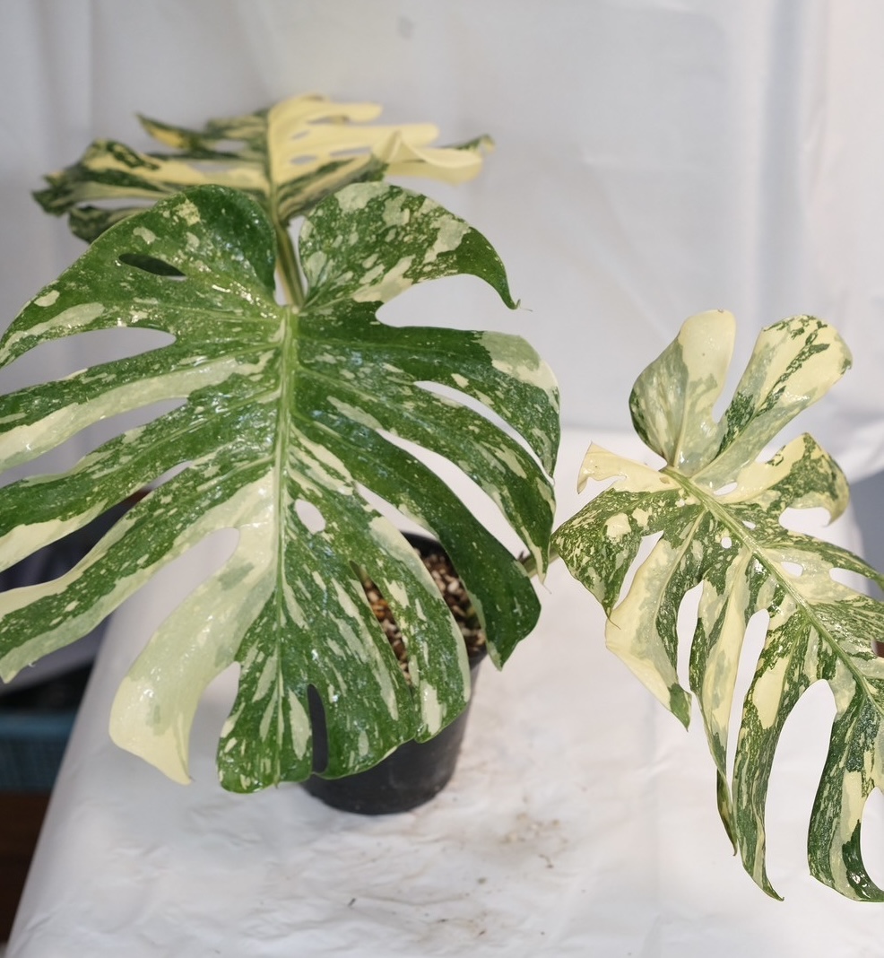 Monstera Cream Brulee