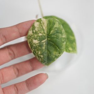 Alocasia Melo Aurea