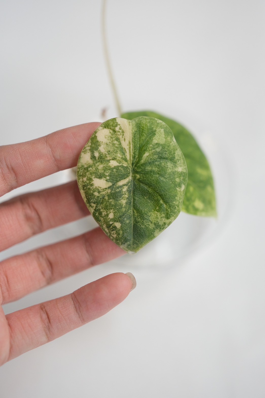 Alocasia Melo Aurea