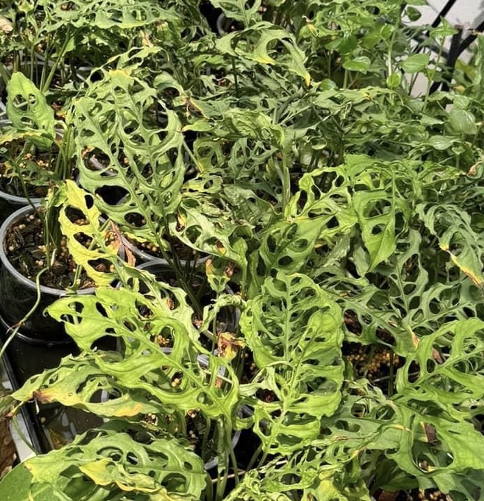 Monstera Obliqua Peru