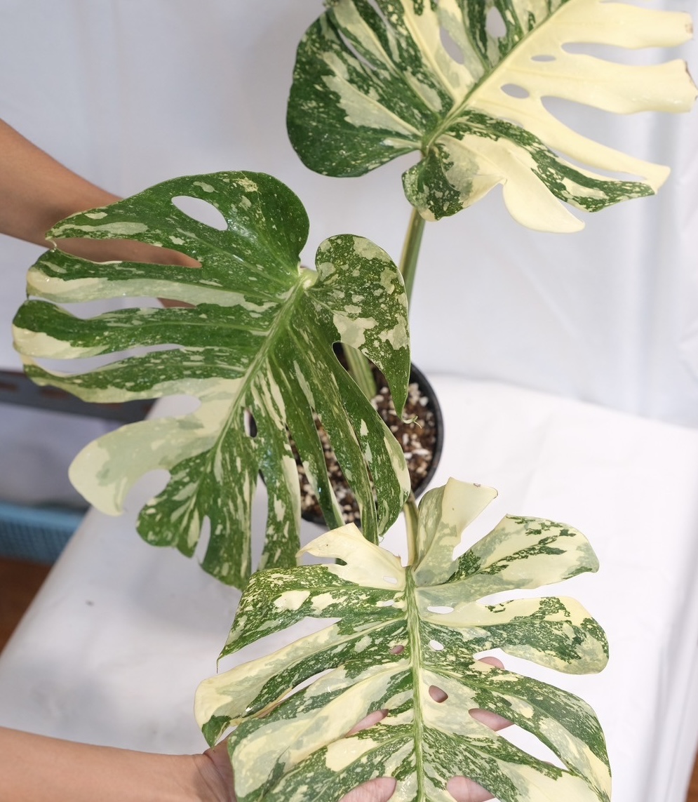 Monstera Cream Brulee - Image 4