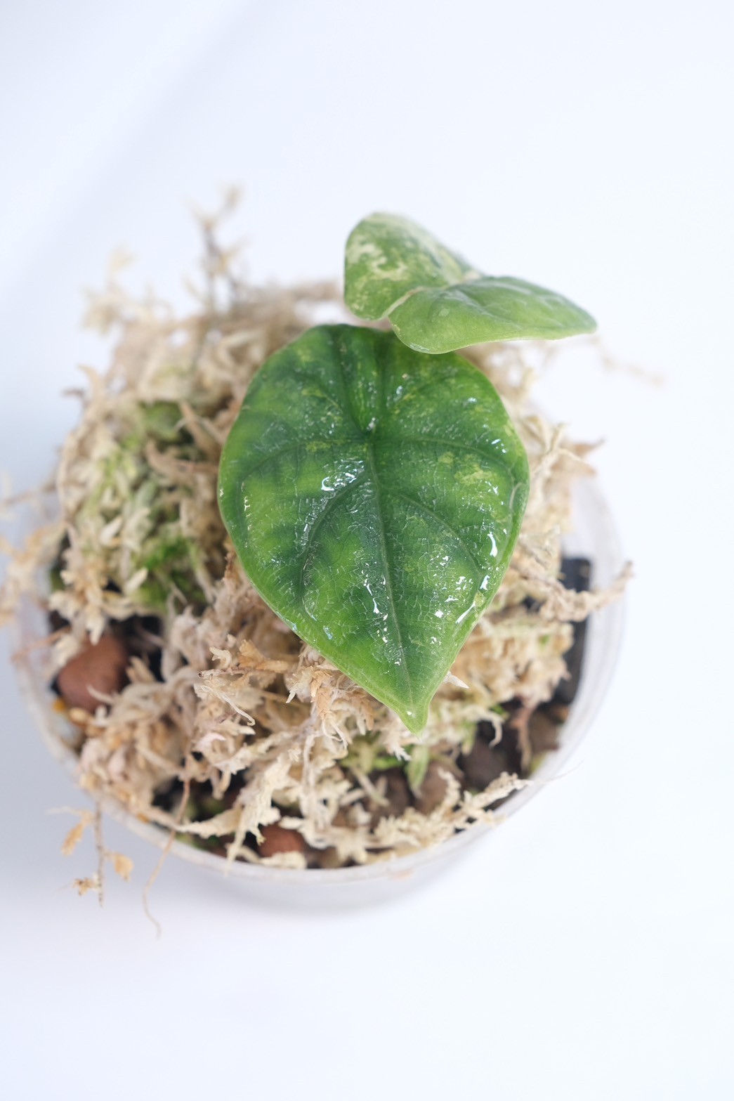 Alocasia Melo Aurea - Image 3