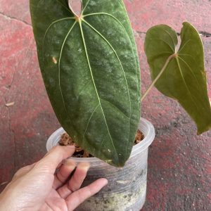 Anthurium Ace of spades (AOS)