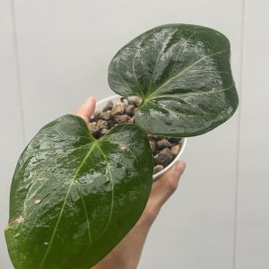 Anthurium King of spade (KOS)