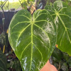 Anthurium Green Mamba hybrid
