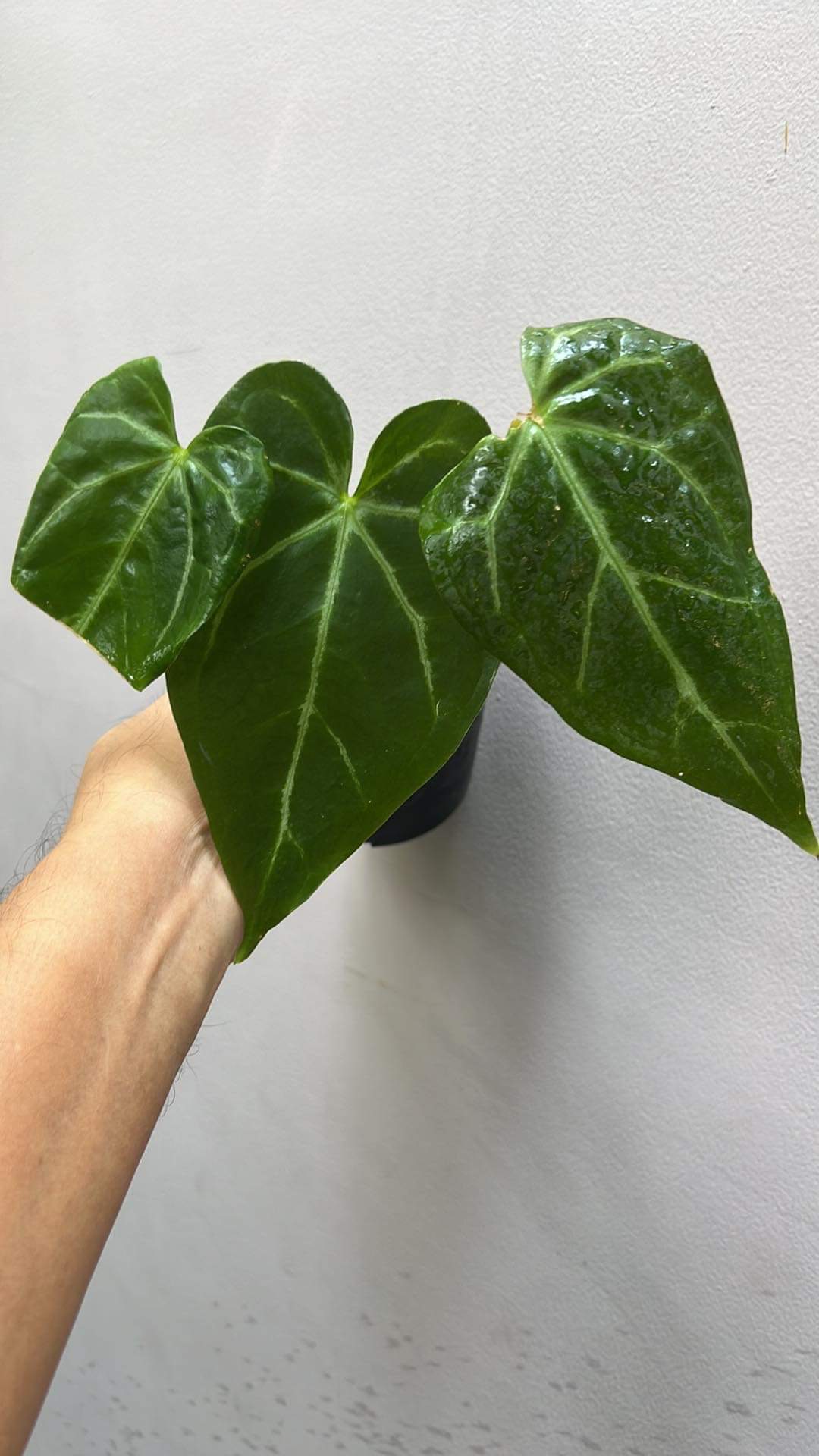 Anthurium Green Mamba hybrid - Image 2
