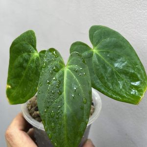 Anthurium Green Mamba x AOS