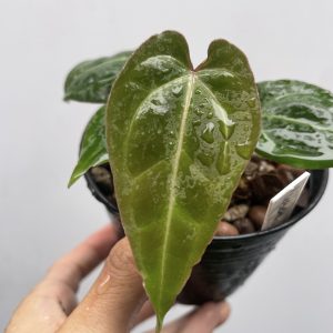 Anthurium Besseae aff seeding