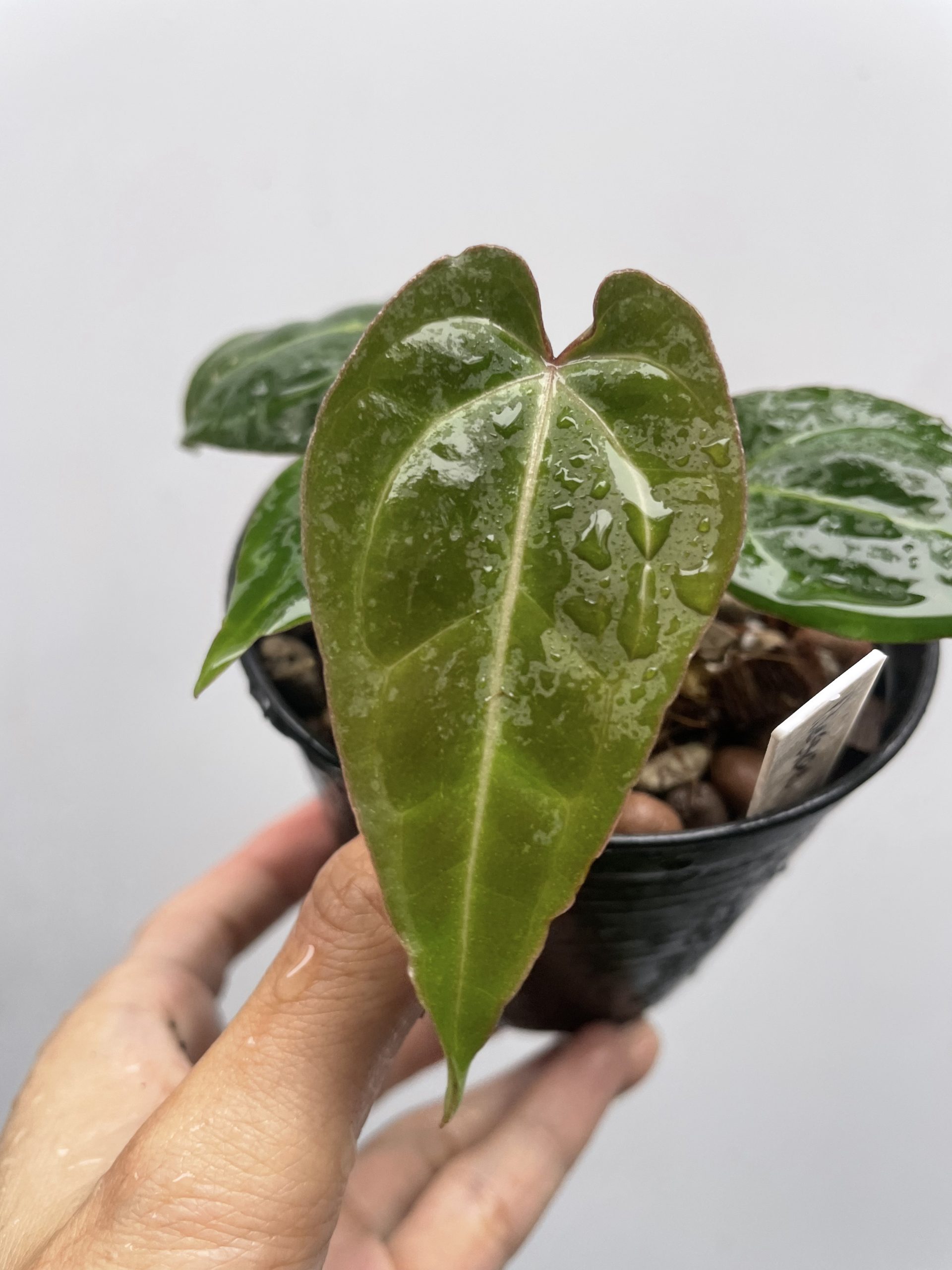 Anthurium Besseae aff seeding