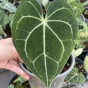Anthurium clarinervium