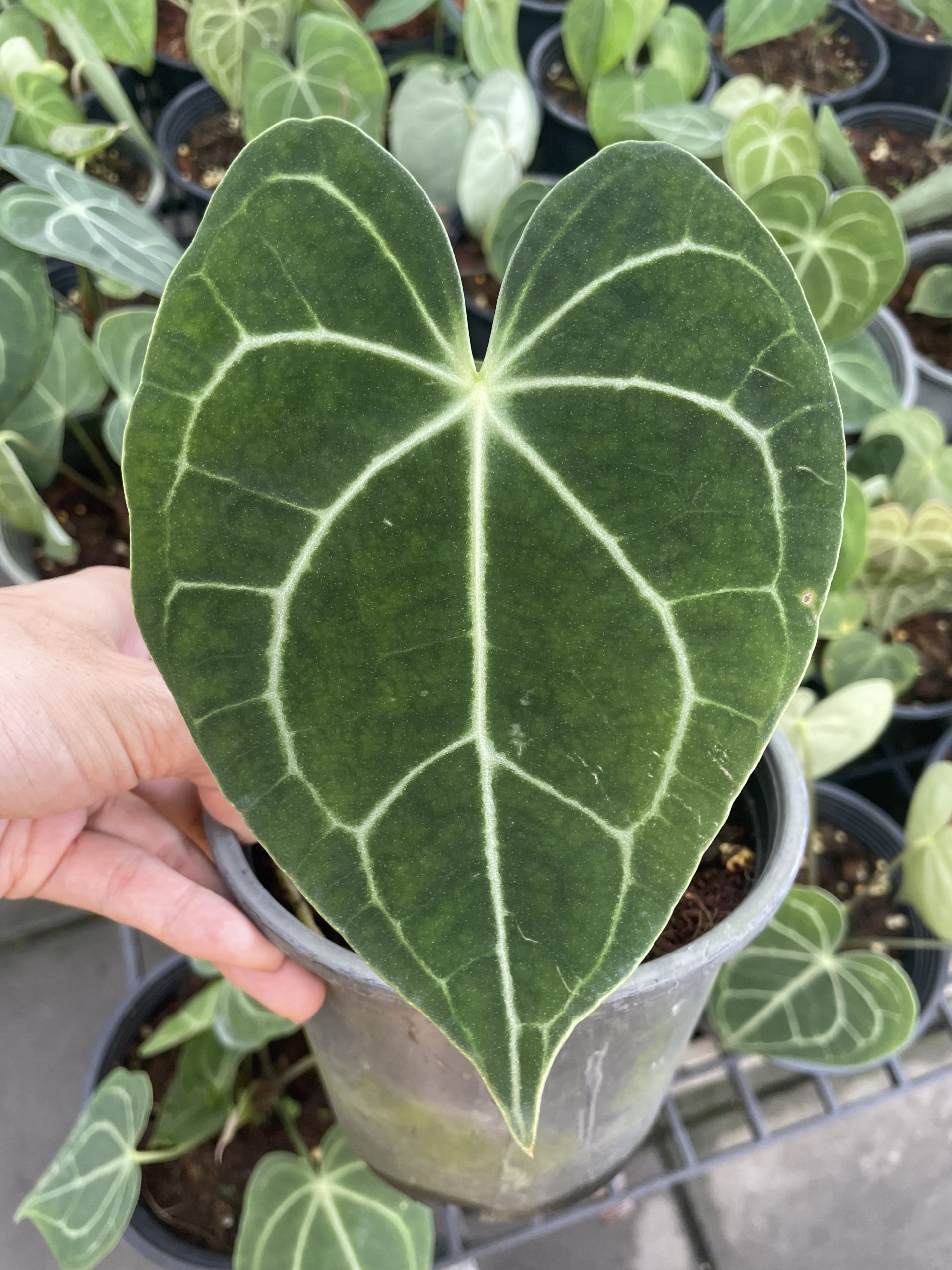 Anthurium clarinervium