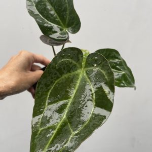 Anthurium Crystallinum x Anthurium ace of spades (AOS) Seeding
