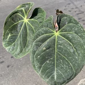 Anthurium hoffmannii