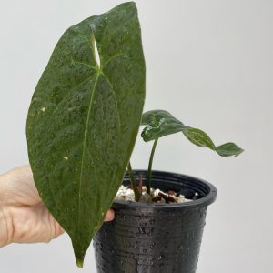 Anthurium Papillilaminum