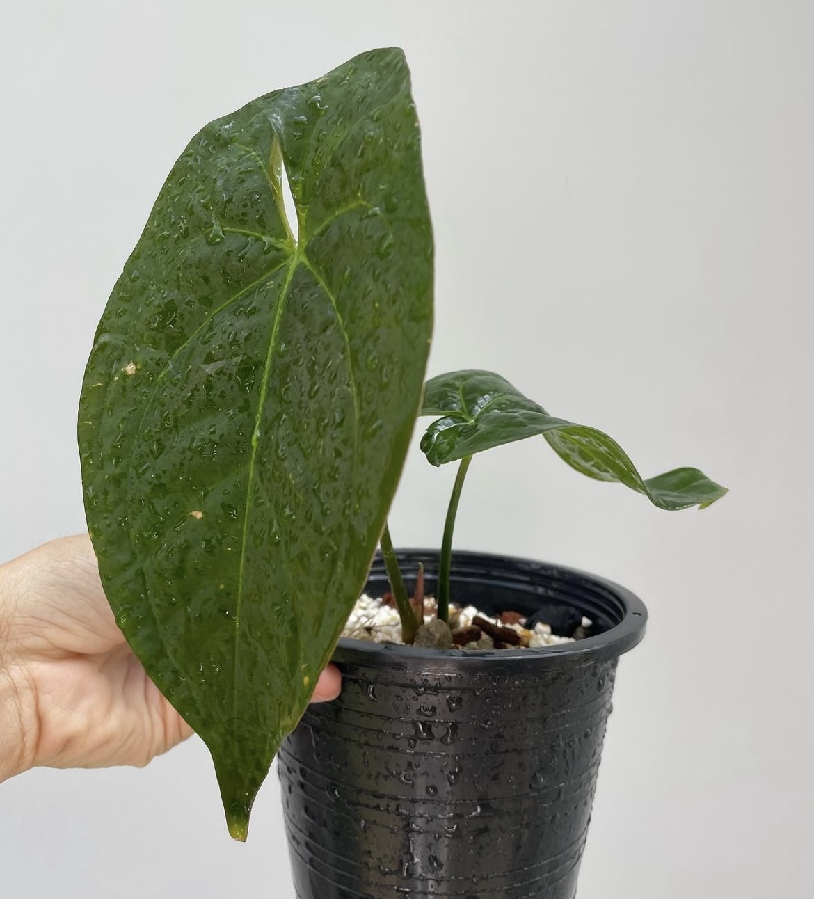 Anthurium Papillilaminum