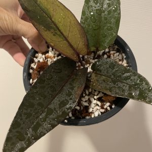 Anthurium Siam