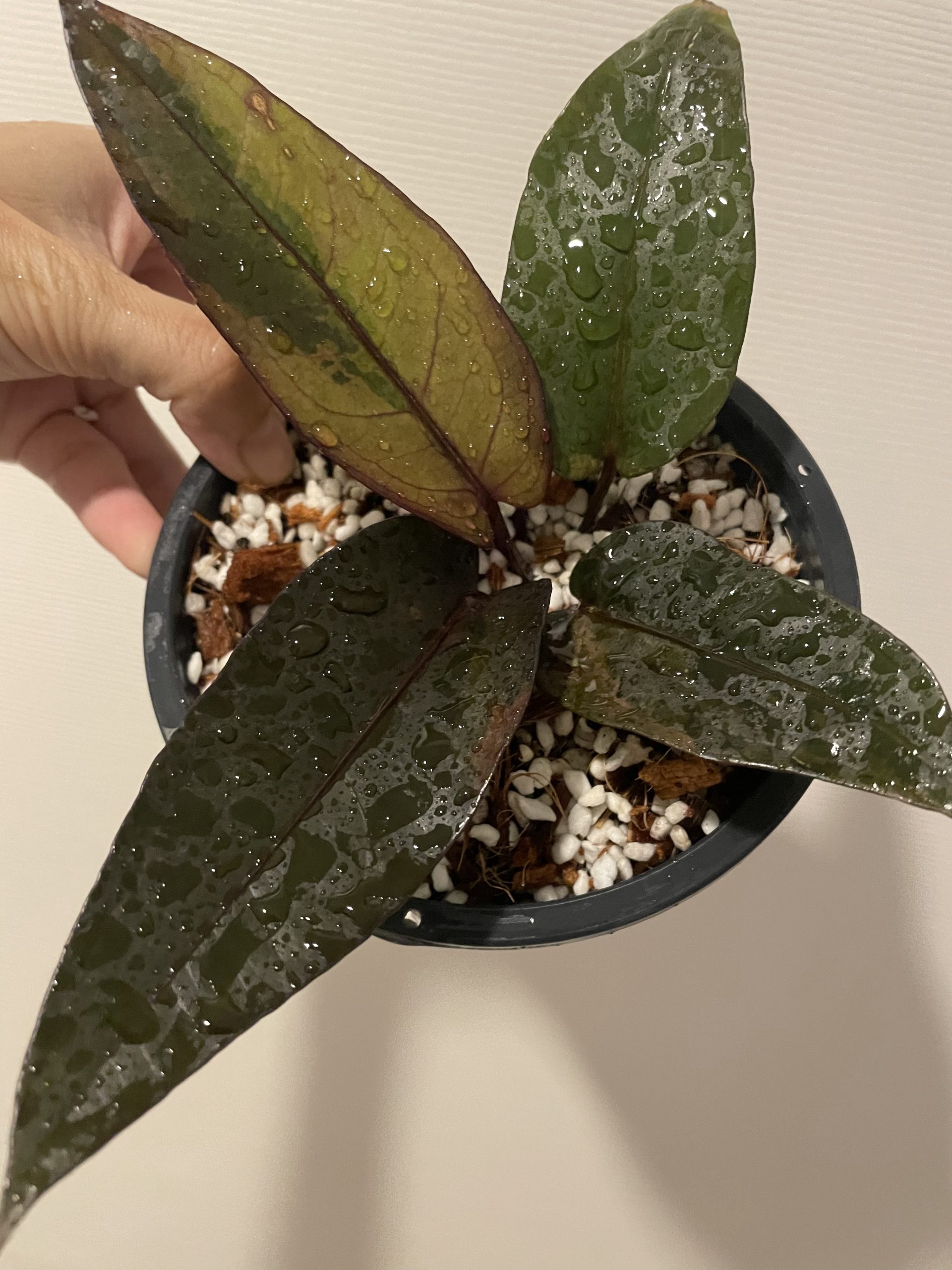 Anthurium Siam