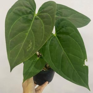 Anthurium Subsignatum x Black Valvet