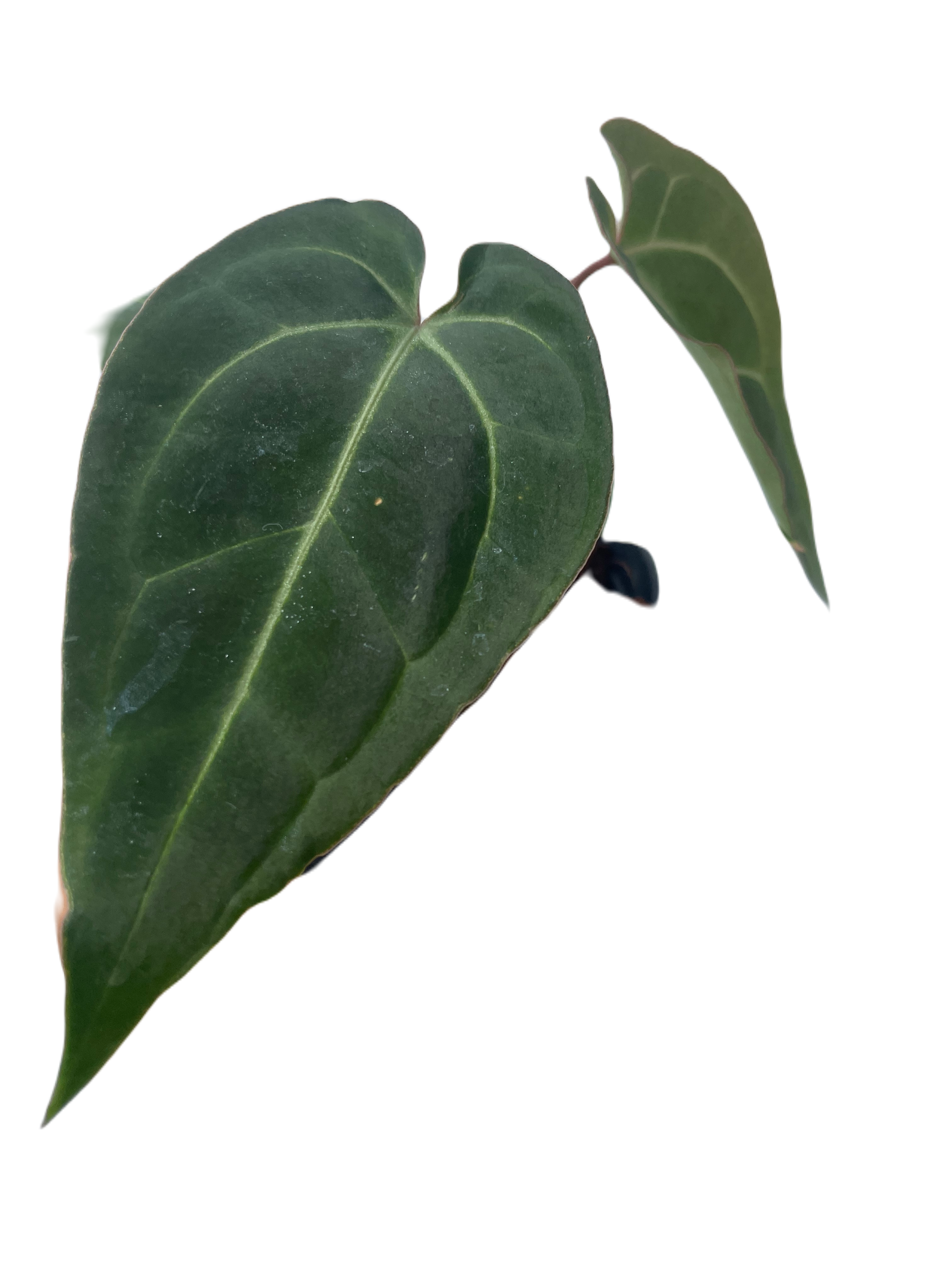 Anthurium Basease Aff - Image 2