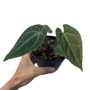 Anthurium Basease Aff