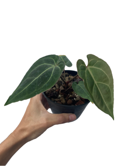 Anthurium Basease Aff
