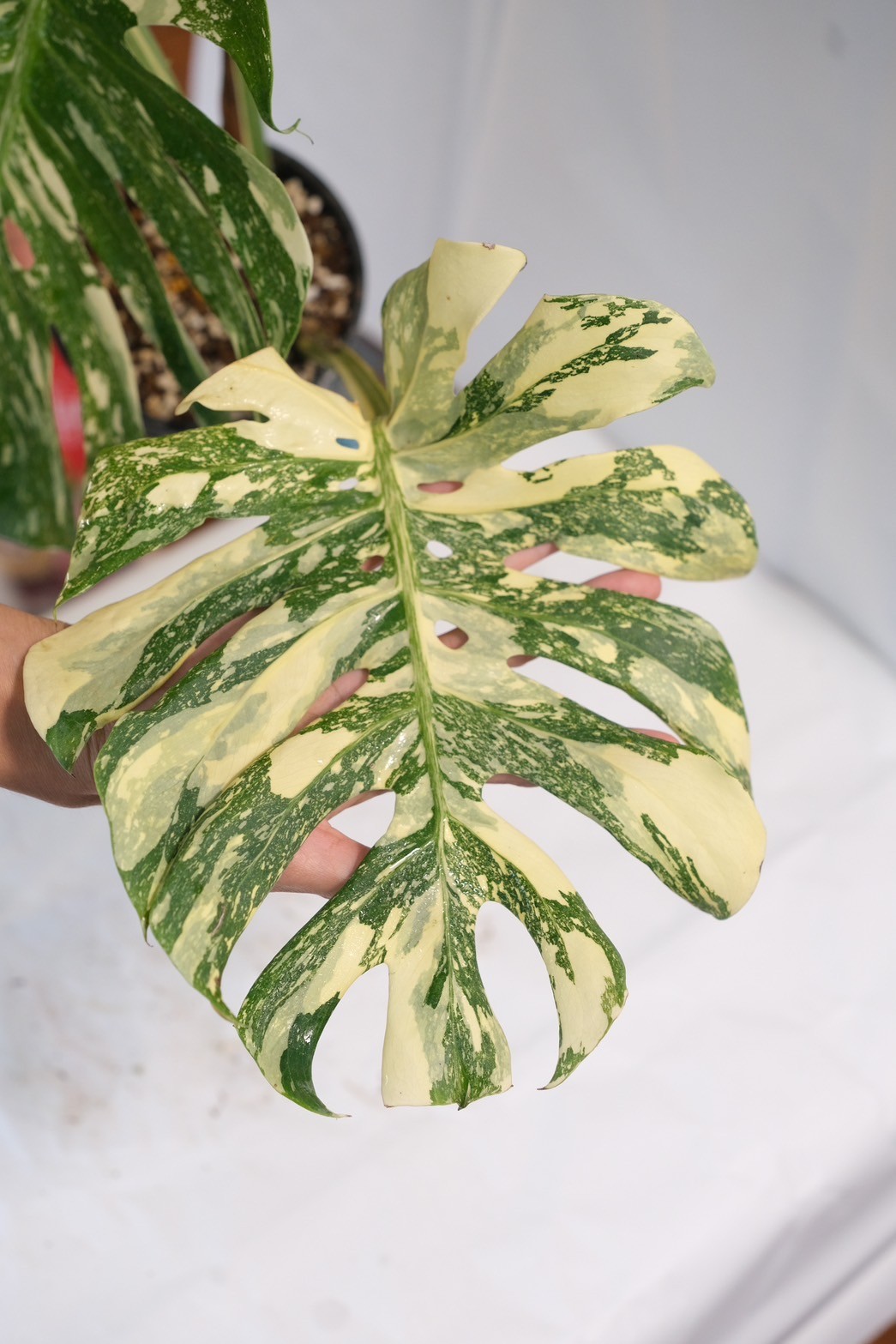 Monstera Cream Brulee - Image 2