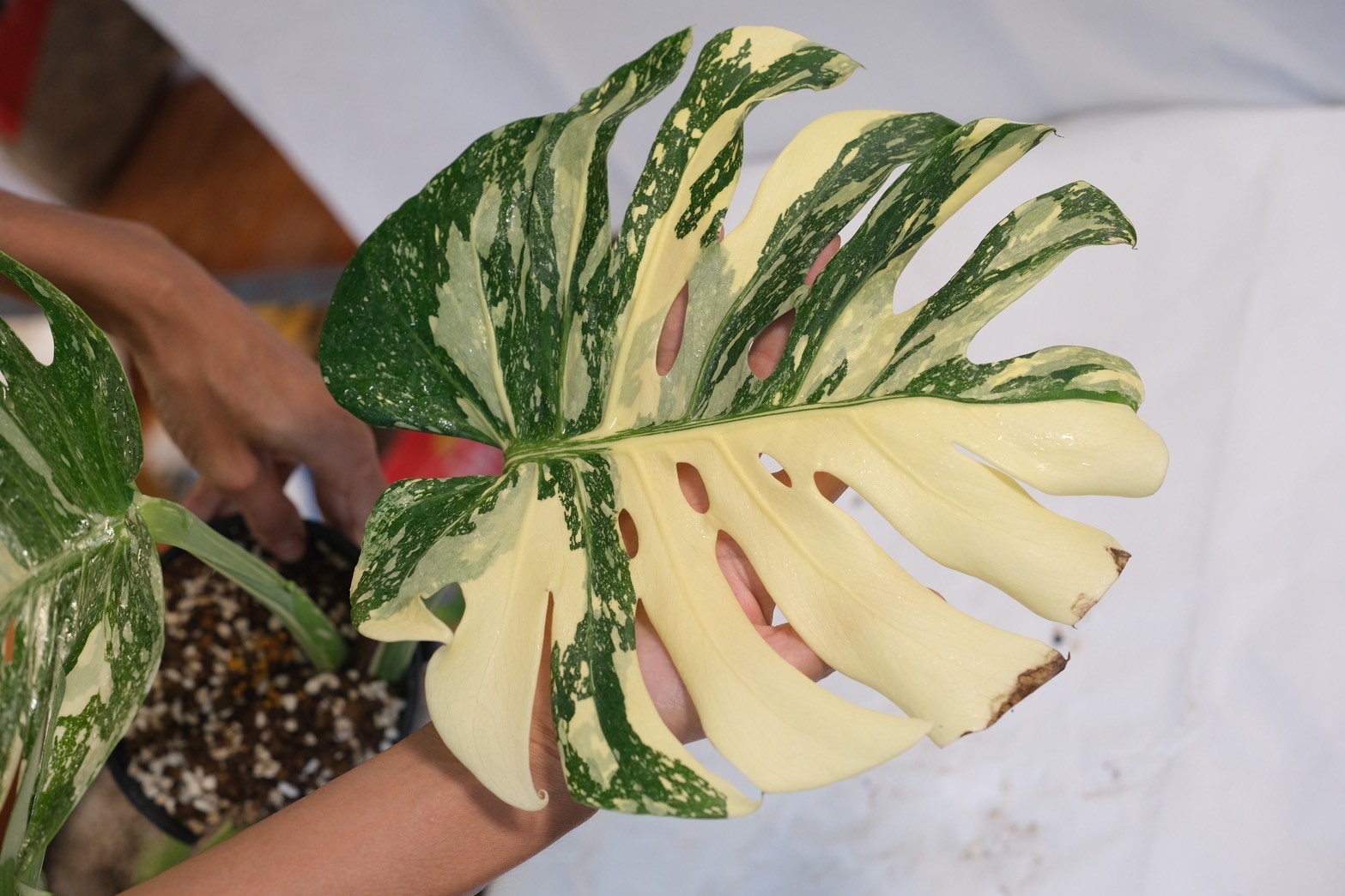 Monstera Cream Brulee - Image 3