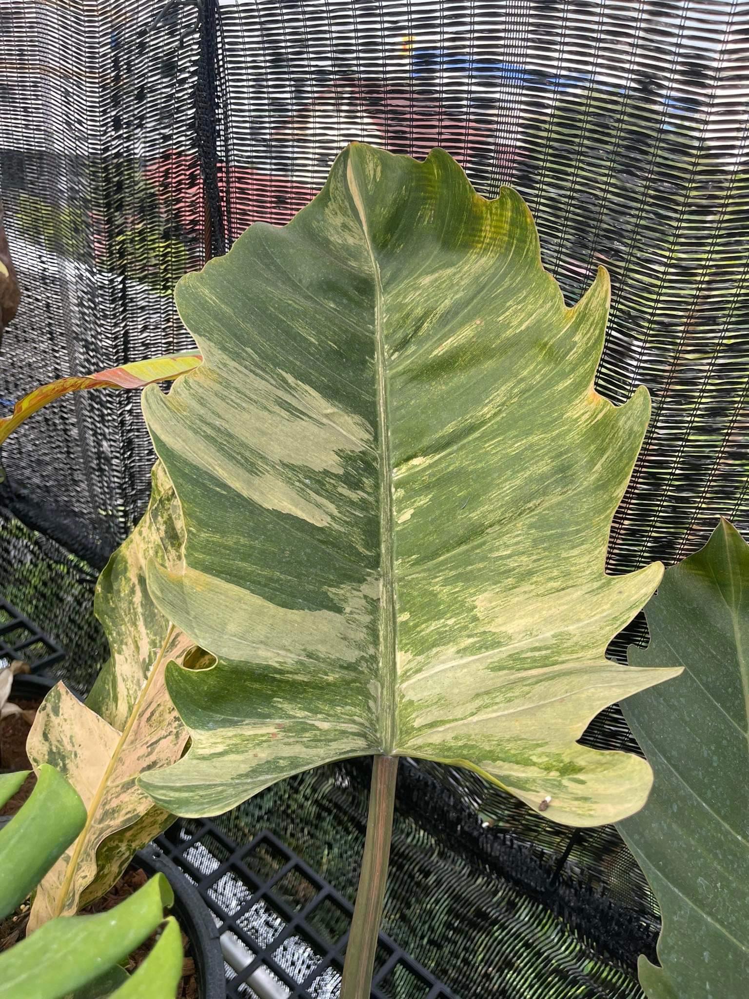 Philodendron Caramel - Image 2