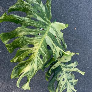 Monstera Ocean mint (top cut)