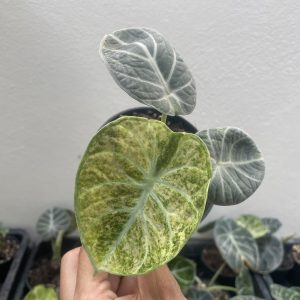 Alocasia Black Velvet Ninja Tricolur