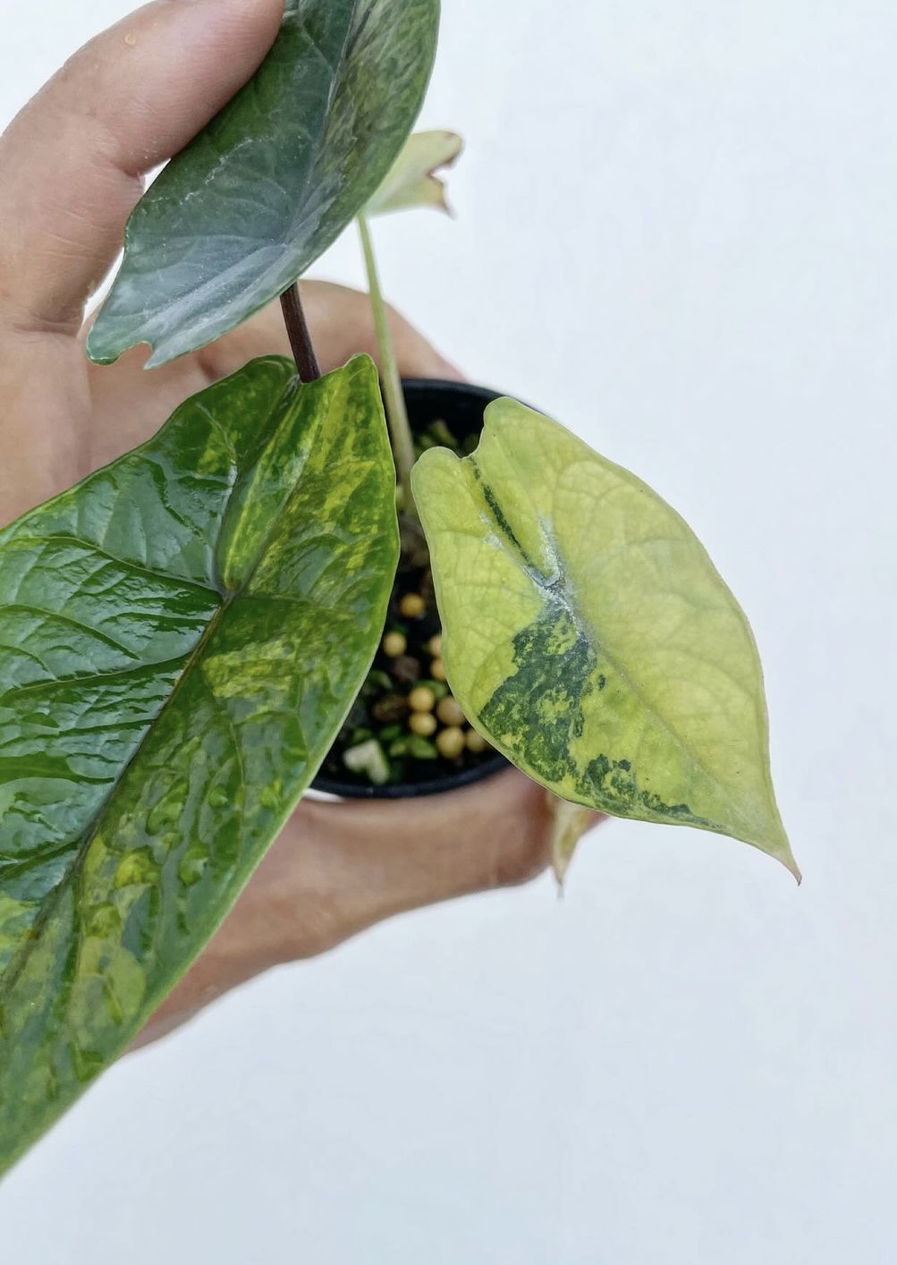Alocasia Scalprum Aurea - Image 2