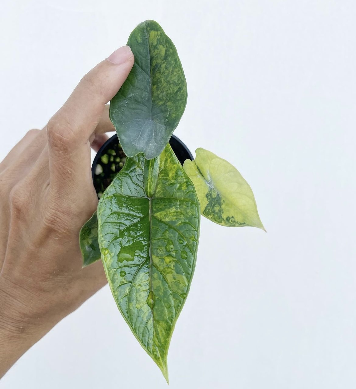 Alocasia Scalprum Aurea - Image 3