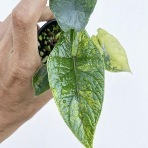 Alocasia Scalprum Aurea