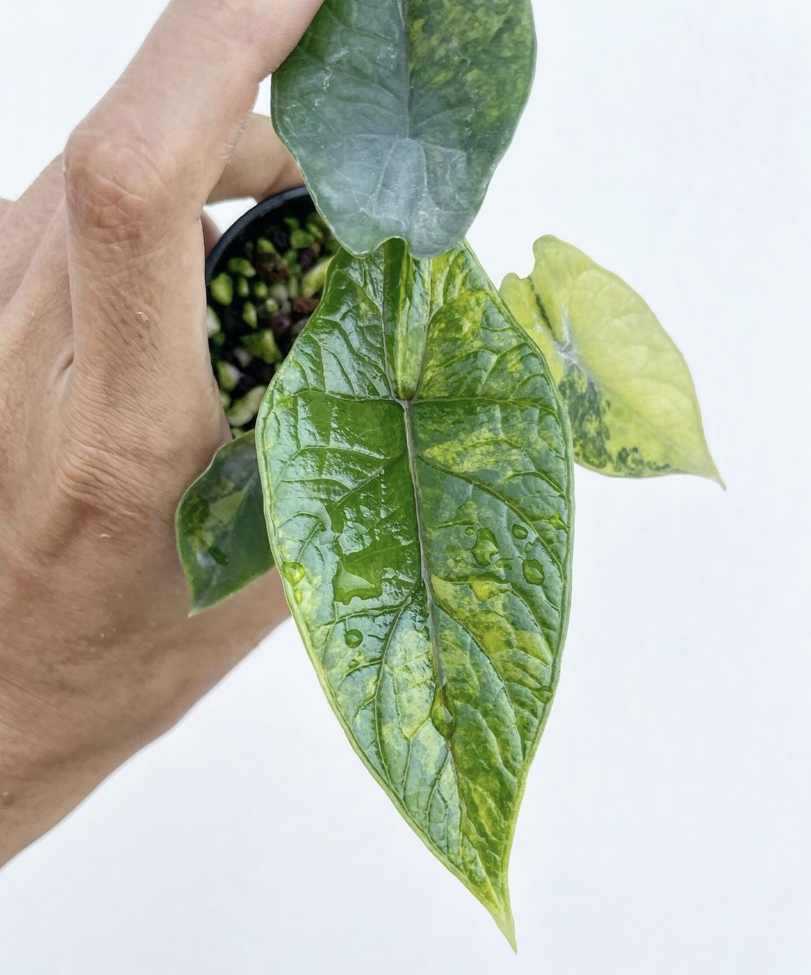 Alocasia Scalprum Aurea
