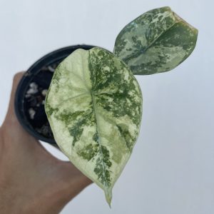Alocasia Sinuata Albo
