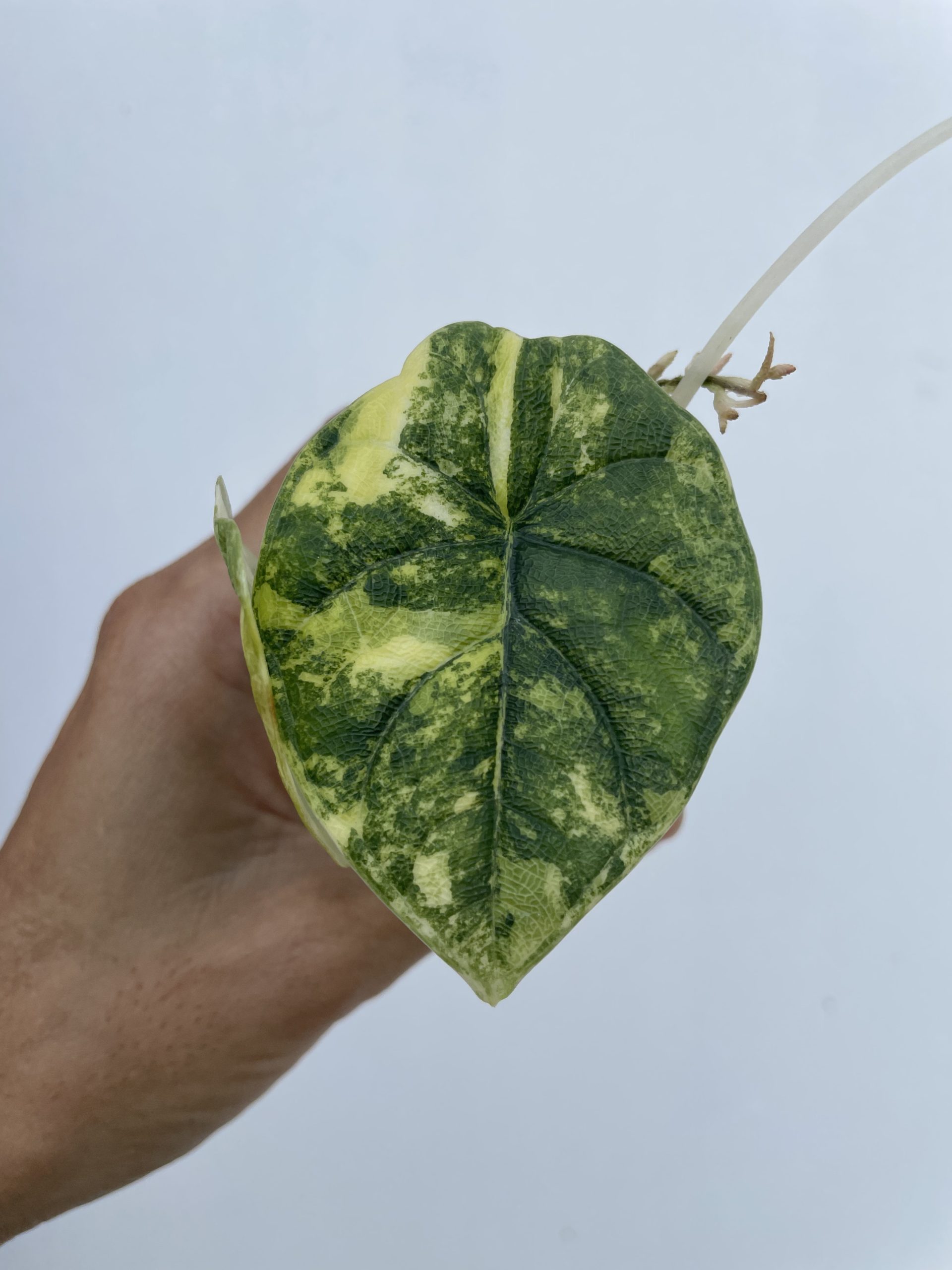 Alocasia Melo Aurea - Image 4