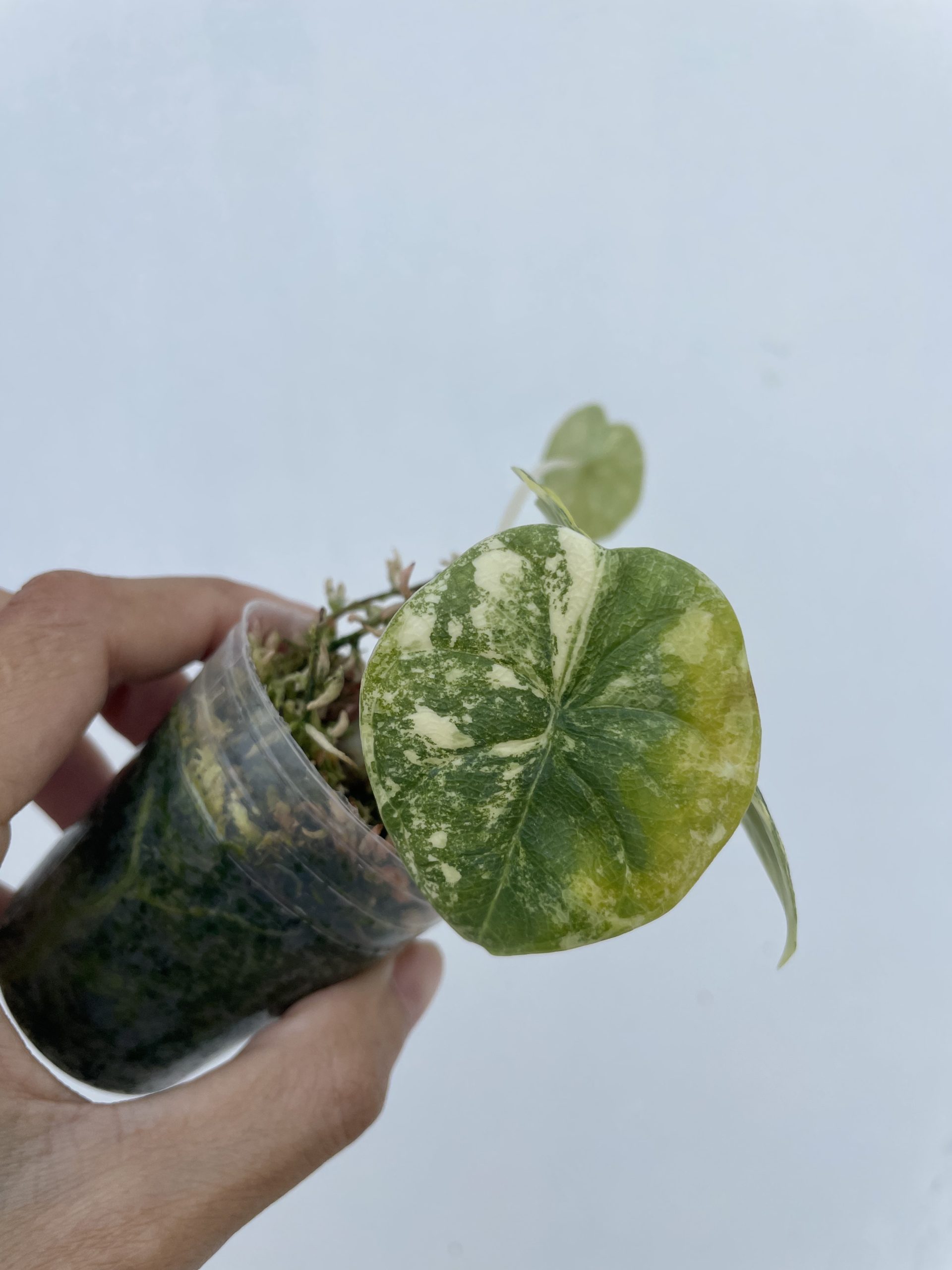 Alocasia Melo Aurea - Image 5