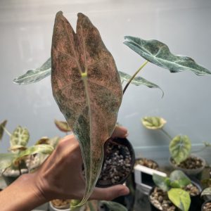 Alocasia Longiloba Black Pink Satun Stardus