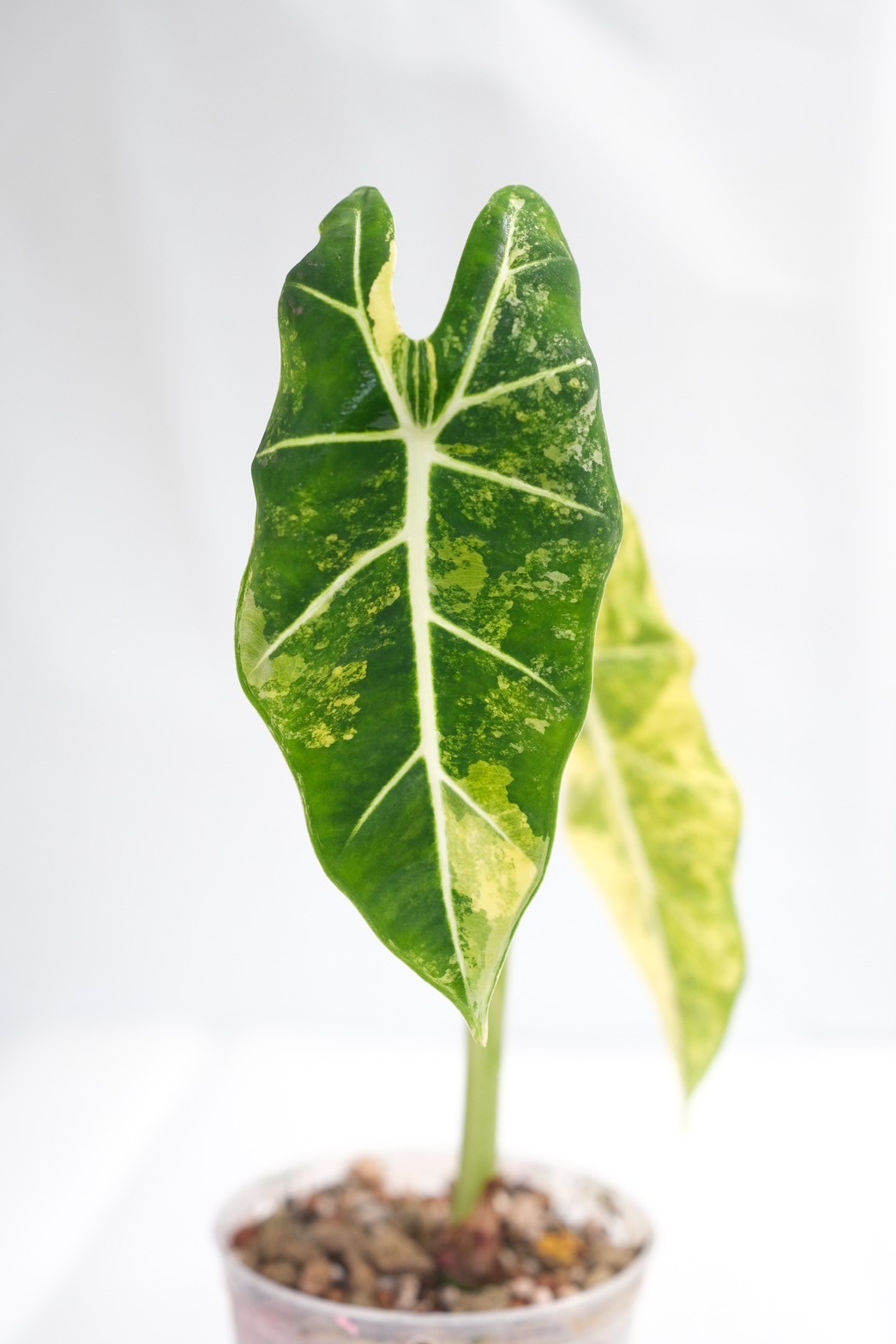 Alocasia Frydex Aurea - Image 2