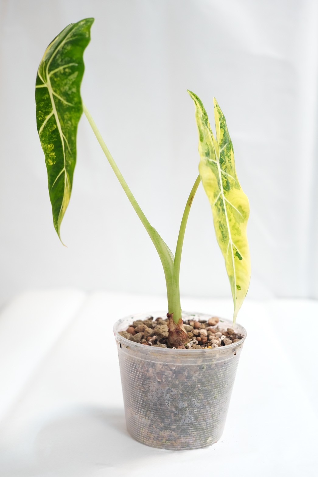 Alocasia Frydex Aurea - Image 3