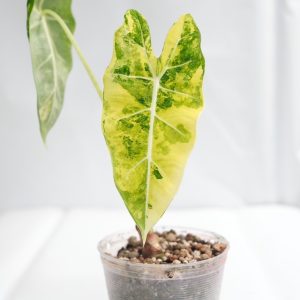 Alocasia Frydex Aurea