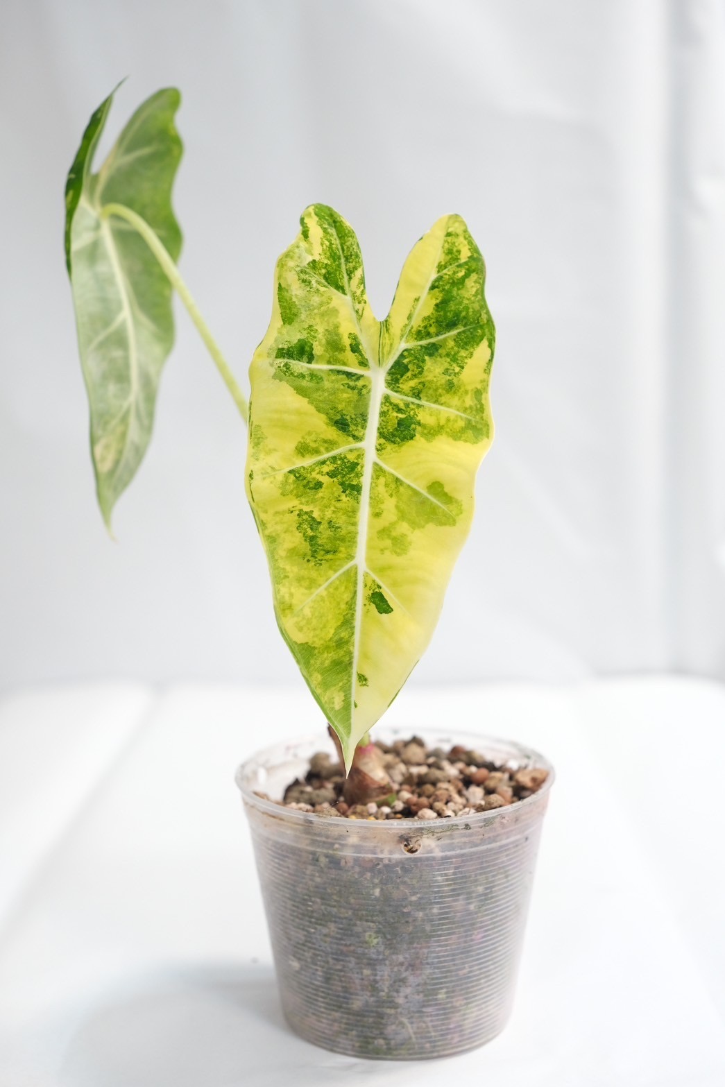 Alocasia Frydex Aurea