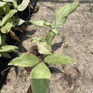 Syngonium Salmon