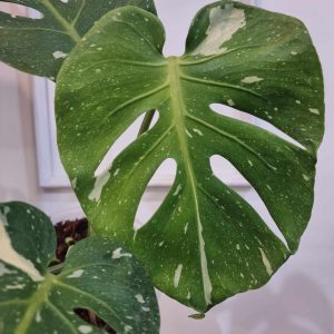 Monstera Fish Bone