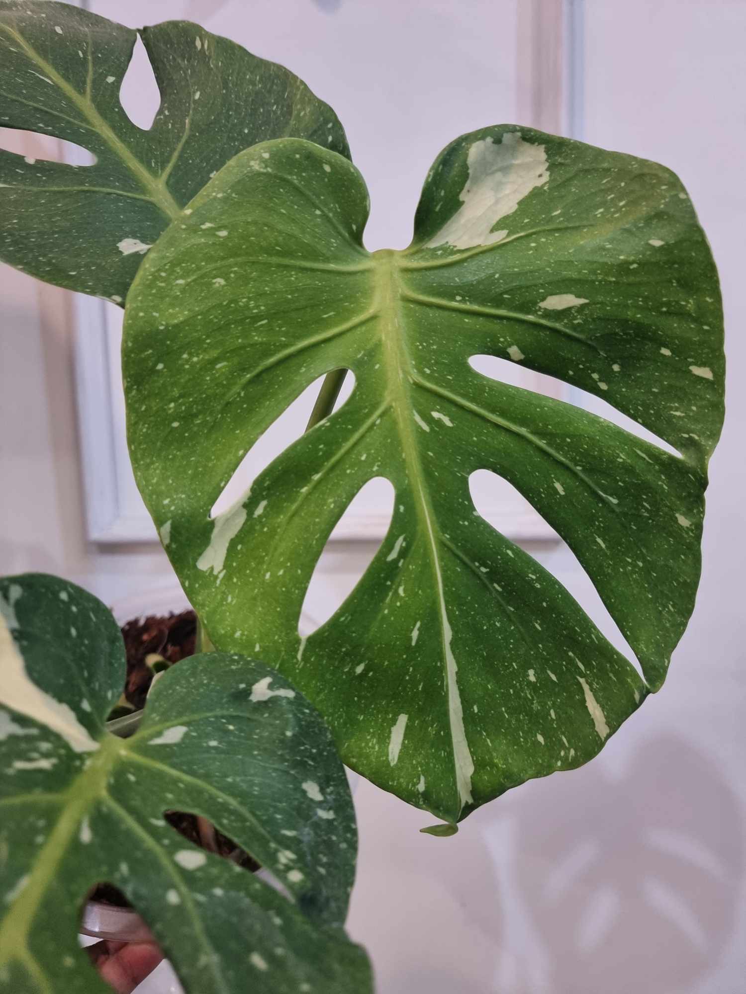 Monstera Fish Bone