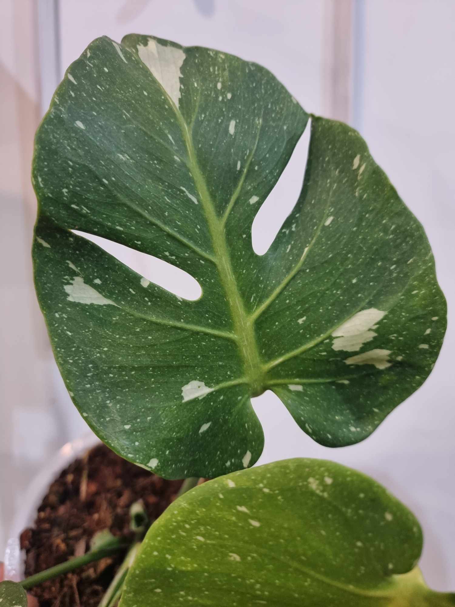 Monstera Fish Bone - Image 3
