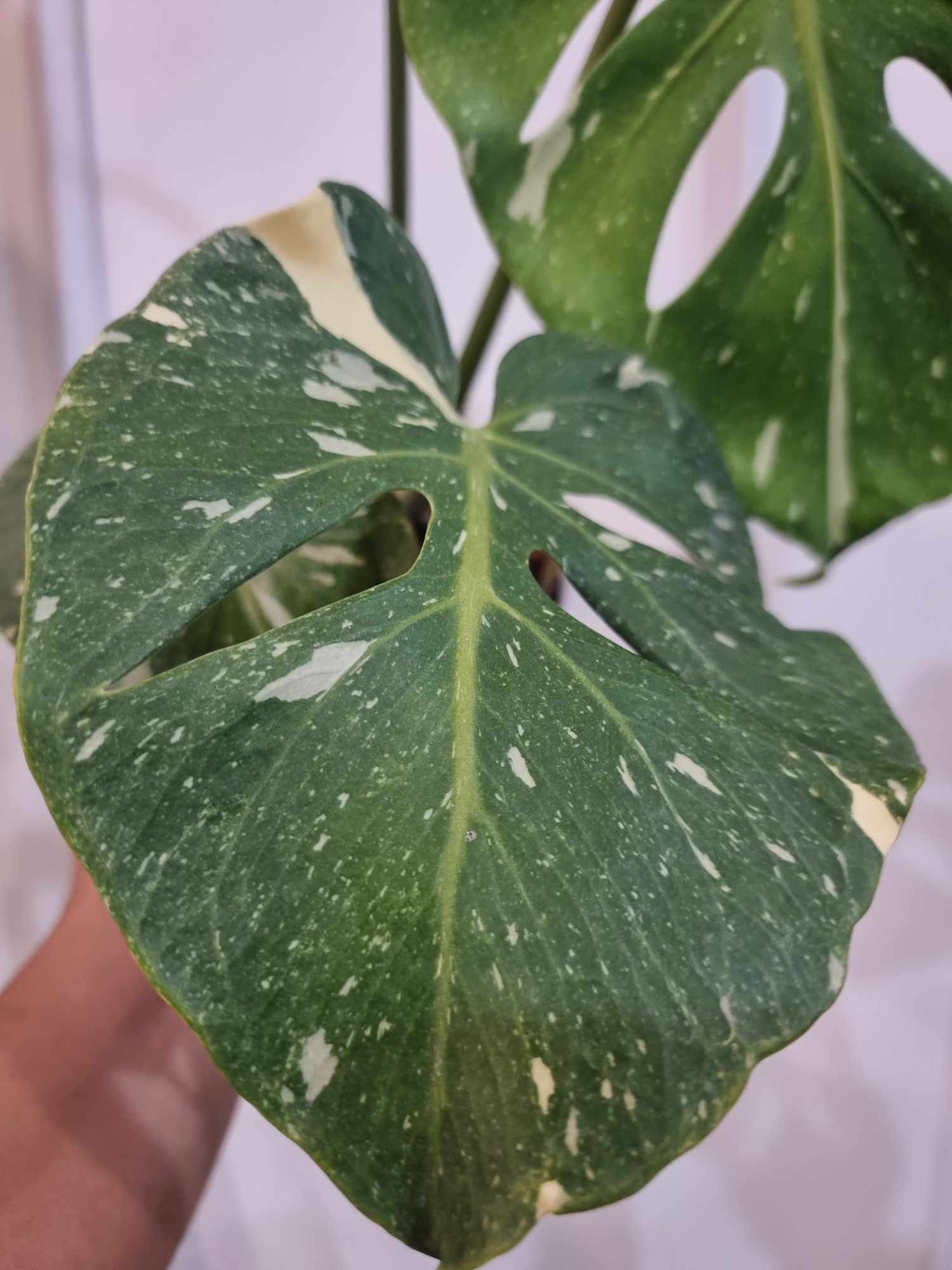 Monstera Fish Bone - Image 4